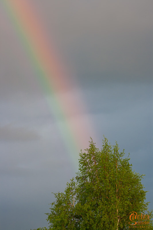 Baumspitze mit Regenbogen.