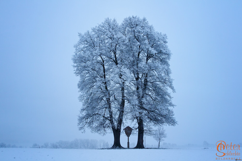 Winterweiße Bäume mit Wegekreuz in der Nähe von Großweil.
