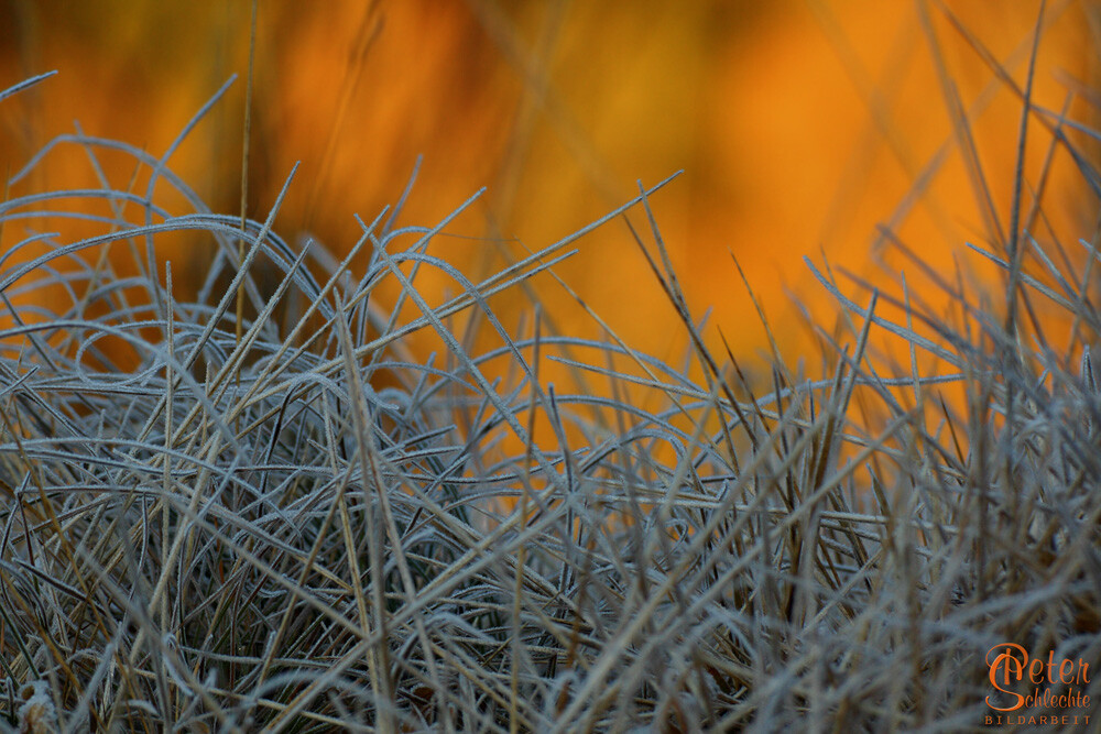Gefrorenes Gras vor einem sonnenbeschienen Berghang morgens im Winter.