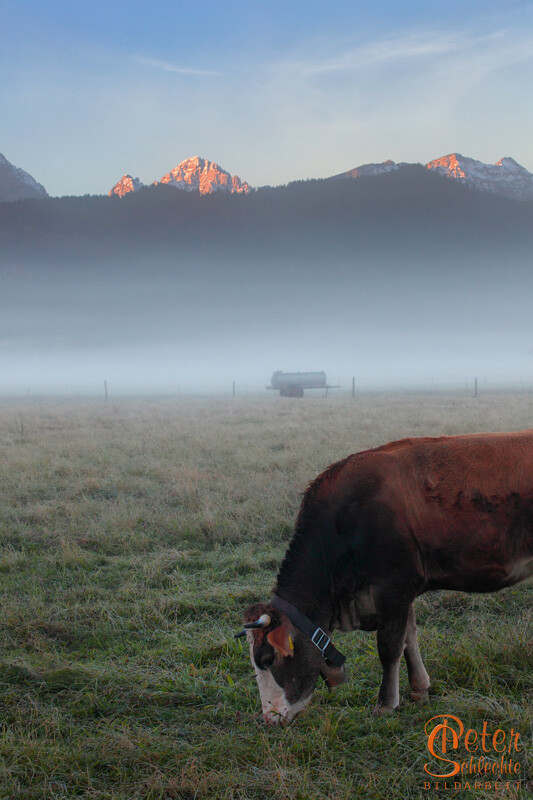 Halbe Kuh zum Sonnenaufgang in der Nähe von Schwangau.